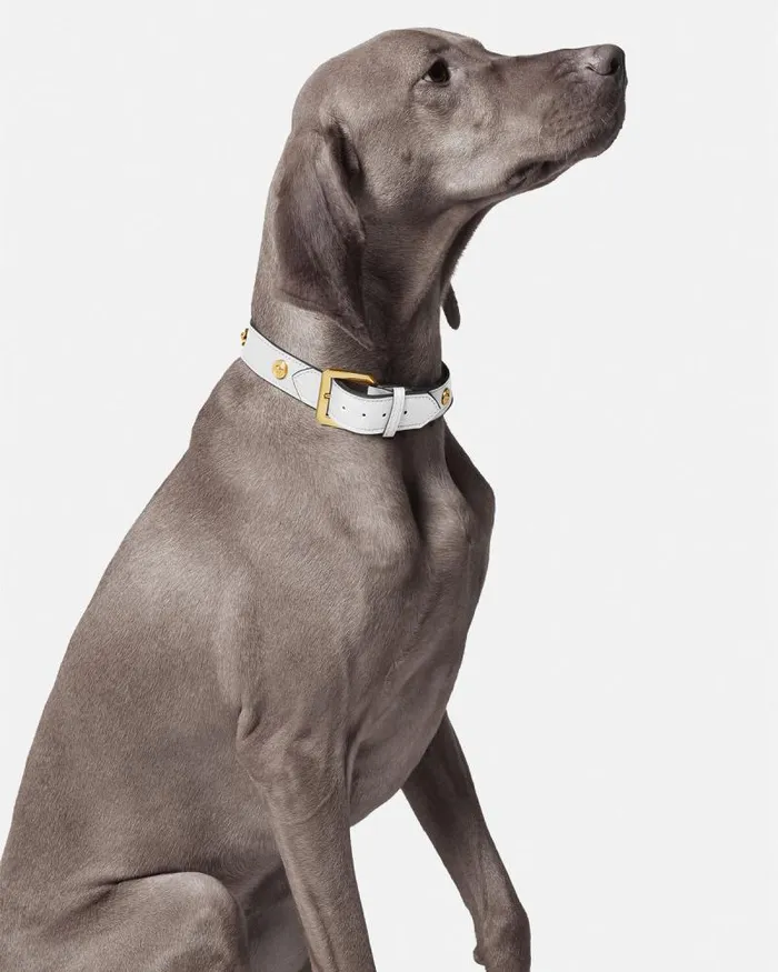 Icon Large Pet Collar White Home and Lifestyle Versace Pet Accessories