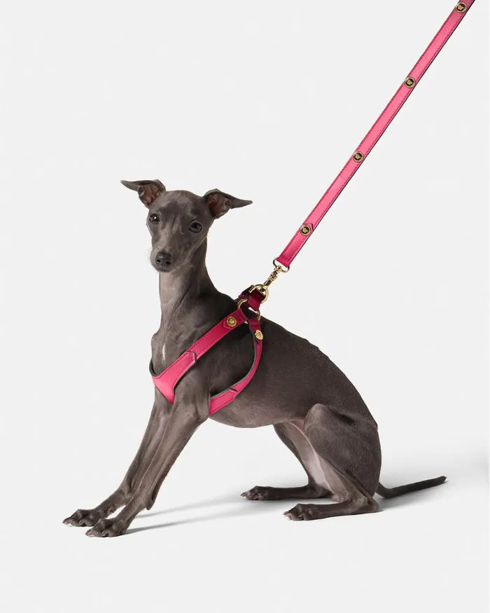 Icon Pet Harness Pink Home and Lifestyle Versace Pet Accessories